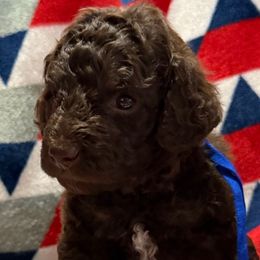 Blue Collar Boy - Brown male Poodle puppy in Huntsville, Alabama from Flint River Poodles