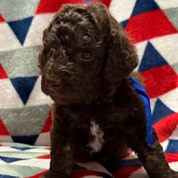 Blue Collar Boy - Brown male Poodle puppy in Huntsville, Alabama from Flint River Poodles