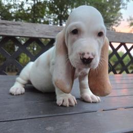 Beatrice - Lemon and white female Basset Hound puppy in Denison, Texas from Emma Lou's Baby Bassets