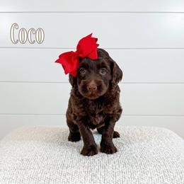 Coco (Pink Collar) - Chocolate female Goldendoodle puppy in Bell Buckle, Tennessee from Precious Puptown Doodles