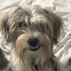 Jaxon - Yorkshire Terrier