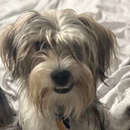 Jaxon - Yorkshire Terrier