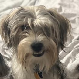 Jaxon - Yorkshire Terrier