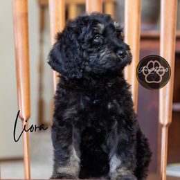 Liora - Phantom female Bernedoodle puppy in Allerton, Iowa from Jewell Kennels