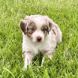 Miniature American Shepherd Puppies from Knockout Aussies