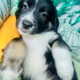 Truman - Black tri male Miniature Australian Shepherd puppy in Wauchula, Florida from Sun & Moon Aussies