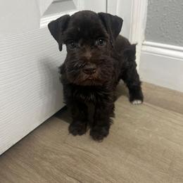 Chewbecca - Liver female Miniature Schnauzer puppy in Tampa, Florida from PNQ Breeding
