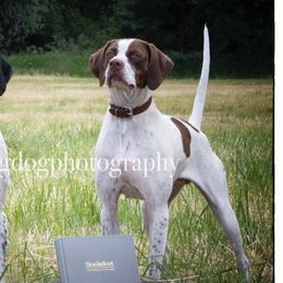Fannie - Pointer