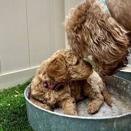 Goldendoodle Puppies from Golden Liberty Doodles