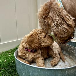 Goldendoodle Puppies from Golden Liberty Doodles