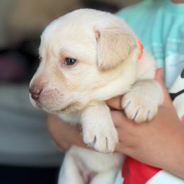 Orange Collar - Yellow female Labrador Retriever puppy in Archer Lodge, North Carolina from Archer Lodge Labradors