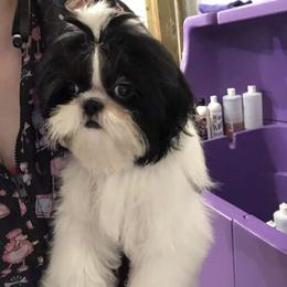 Molly - Shih Tzu