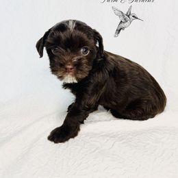 Yorkshire Terrier Puppies from Hummingbird Farm & Gardens