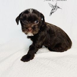 Yorkshire Terrier Puppies from Hummingbird Farm & Gardens