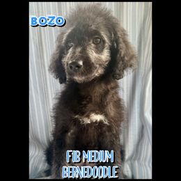 Bozo - Sable male Bernedoodle puppy in Township Of Sumpter, Michigan from Down on the farm Doodles