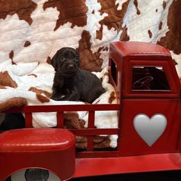 Grey - Liver male Boykin Spaniel puppy in Northport, Alabama from Blue Creek Boykins