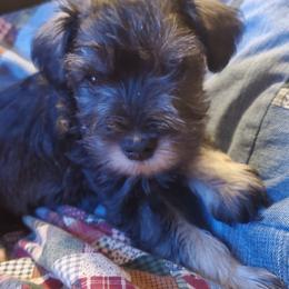 Timmy - Salt and pepper male Miniature Schnauzer puppy in Richardton, North Dakota from Crooked Tree Ranch