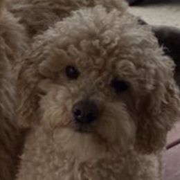Kappi - Poodle