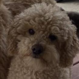 Kappi - Poodle