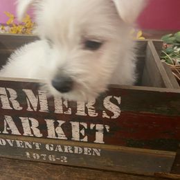 West Highland White Terrier Puppies from Colvin’s Westies