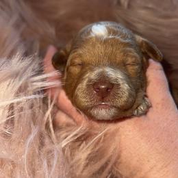 BINGO - Apricot male Goldendoodle puppy in Etna, California from SRS Goldendoodles