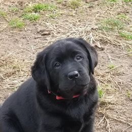 Labrador Retriever Puppies from Sound View Labradors East