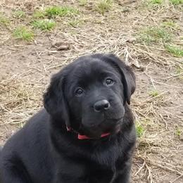 Labrador Retriever Puppies from Sound View Labradors East