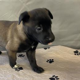 Boy 4 - Fawn sable Belgian Malinois puppy in Franklin County, Missouri from Tomy K9 Support Services
