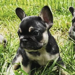 French Bulldogs from Carolina High Country Frenchies