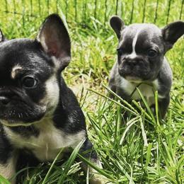 French Bulldogs from Carolina High Country Frenchies