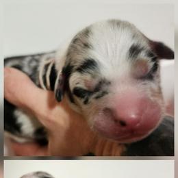 Lucy - Blue merle female Miniature Australian Shepherd puppy in Macomb, Missouri from Faunus Farms and Aussies