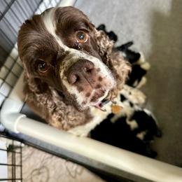 Daisy - Cocker Spaniel