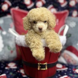 Pooh - Brown male Poodle puppy in Palm Coast, Florida from Fiesta Pups