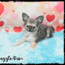 Snuggle-Bum - Black sabled fawn male Chihuahua puppy in Demorest, Georgia from Sourpatch Chihuahuas