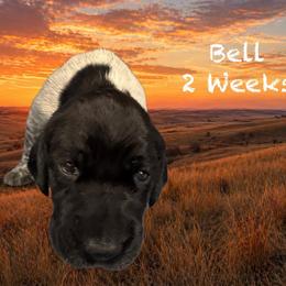Bell - Black and white female German Shorthaired Pointer puppy in Columbus, Nebraska from Prancy Pawz