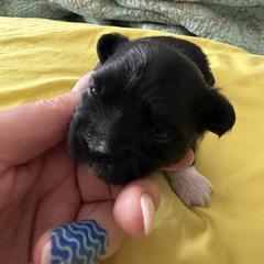 Zappa - Brown male Mi-Ki puppy in Prospect Heights, Illinois from Metro Mi-kis