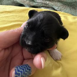 Zappa - Brown male Mi-Ki puppy in Prospect Heights, Illinois from Metro Mi-kis