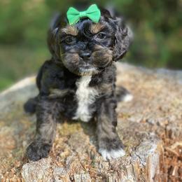 Cavapoo and Cockapoo Puppies from Heavenly puppies to love