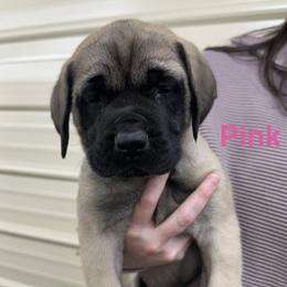 Pink Girl - Fawn female Mastiff puppy in Hernando, Mississippi from Trindade Mastiffs