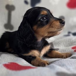 Blossom,  AKC - Black and tan female Dachshund puppy in Tucson, Arizona from Crowned Doxies