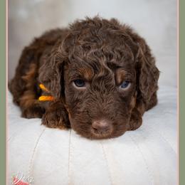 Slinky - Brown male Bernedoodle puppy in Connersville, Indiana from Deaz Doodle Ranch
