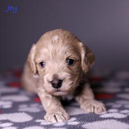 Jey - Buff male Cockapoo puppy in Canastota, New York from Silver City Cockapoos