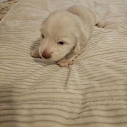 Boy 2 - Cream male Dachshund puppy in Lebanon, Oregon from Willow Moons Dachshunds