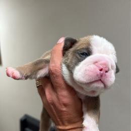 M1 - Blue tri-color male Bulldog puppy in Middleburg, Florida from Black Creek English Bulldogs
