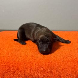 Bane (Red) - Black sable male Belgian Malinois puppy in Buckeue, Arizona from Légende Vivante Du Chief Kennel