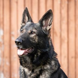 Varus - German Shepherd