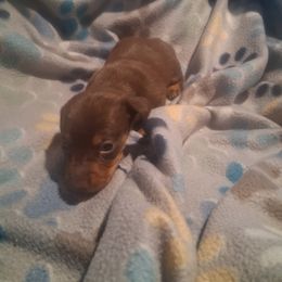 Boy 1 - Chocolate and tan male Dachshund puppy in Claremont, North Carolina from The Mini Farmhouse