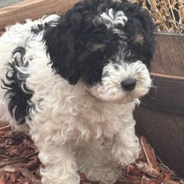 Silver Collar Boy - Black and white male Bernedoodle puppy in Colorado Springs, Colorado from Pikes Peak Doodles
