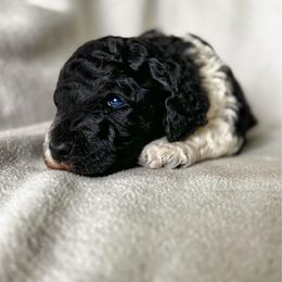 Hammy - Parti male Poodle puppy in Lake Village, Indiana from Kennings Poodles and Company