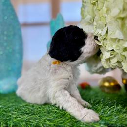Yellow collar - Black and white male Cavapoo puppy in Indiahoma, Oklahoma from Farm Fresh Doodles